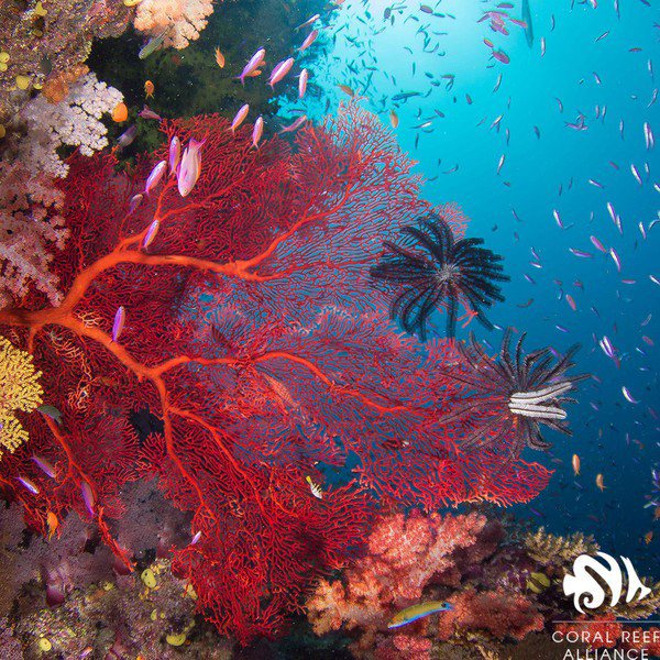 澳洲西南部沿岸的深海峽谷找到大量的珊瑚礁，生態圈完整也讓研究團隊直呼前所未見。（photo by Twitter）