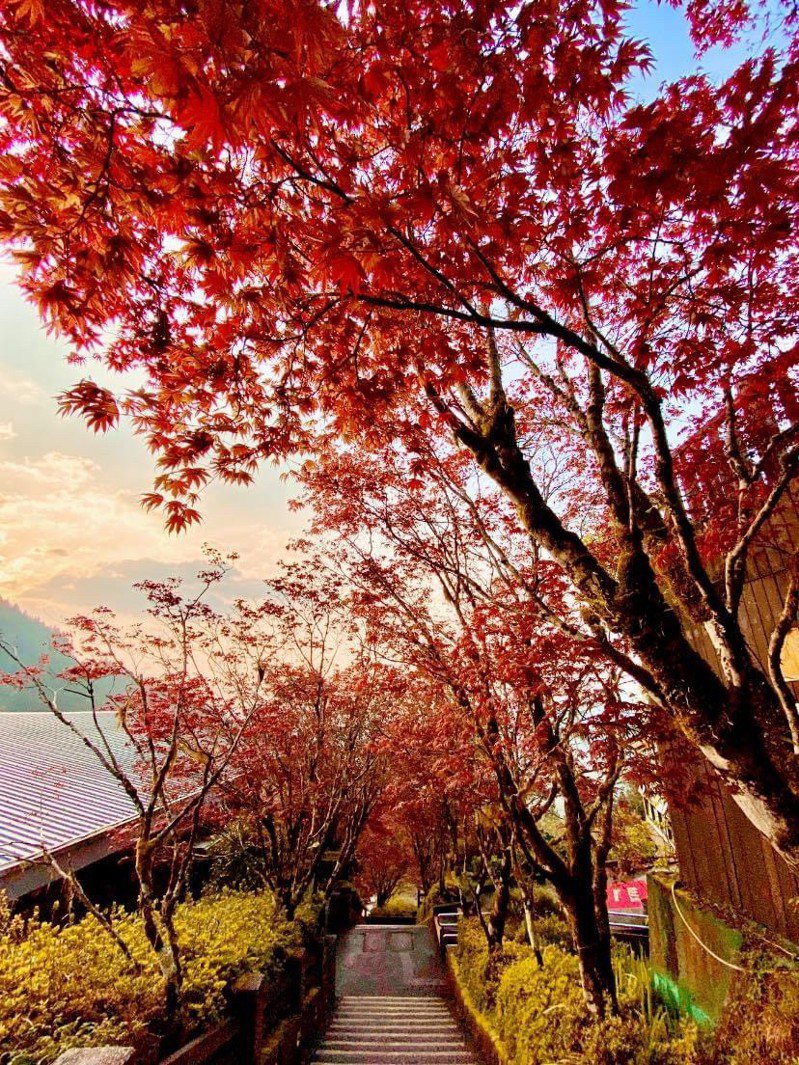 太平山紫葉槭綻放了夏天也可以賞楓紅| 基宜花東| 地方| 聯合新聞網