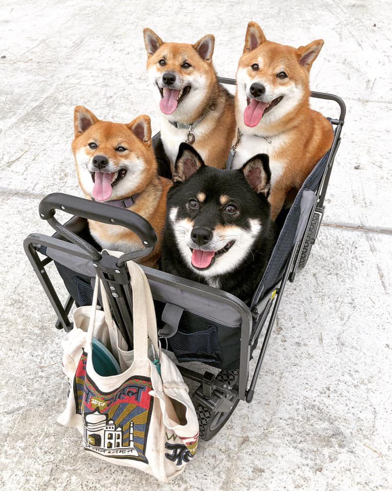 網友分享用推車可一次帶四隻狗狗出門。圖擷自FB「Costco好市多 商品經驗老實說」