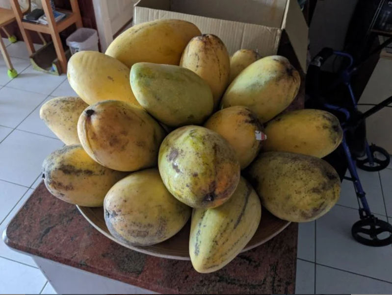 網友看到媽媽買的芒果笑稱「這是夏威夷祭典」嗎？ 圖／截自Dcard