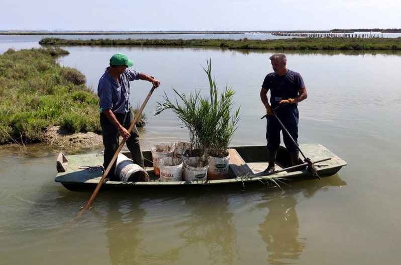威尼斯當地人及科學家趁疫情期間杳無人煙，種植蘆葦、引入淡水拯救潟湖生態。（photo by Twitter）