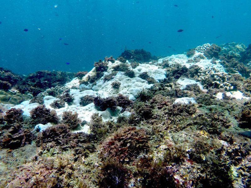潛水愛好者對東北角龍洞灣海底珊瑚因連日高溫白化，出現癩痢頭感到憂心。記者牟玉珮／攝影
