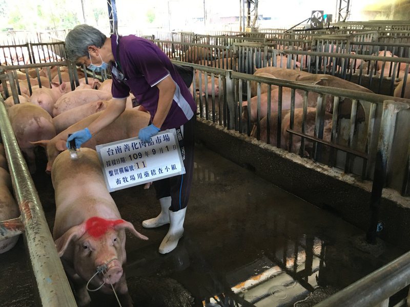 南市加強畜牧場源頭抽驗毛豬受體素結果均零檢出 雲嘉南 地方 聯合新聞網
