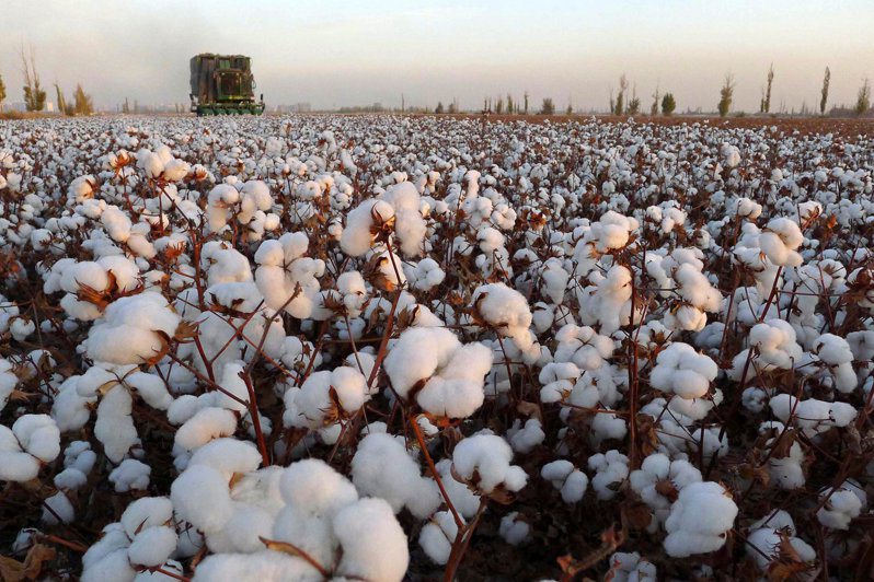 中國大陸新疆維吾爾自治區內的哈密，一處棉花田正在收成。（路透）