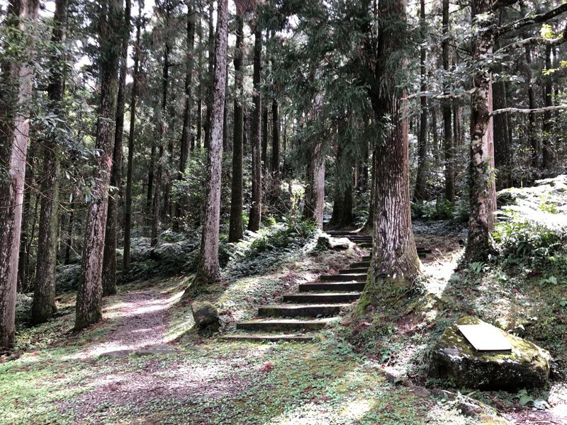 東眼山國家森林遊樂區步道。圖／林務局官網