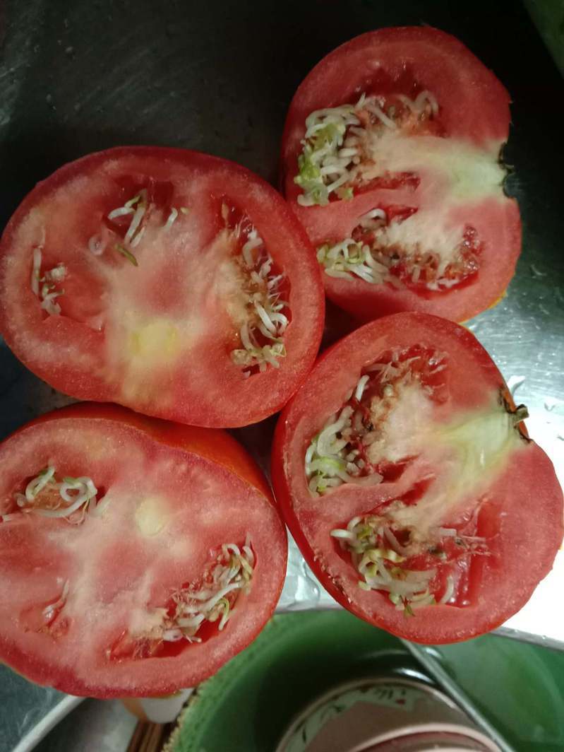 一名女網友在超市買了番茄回家後只放常溫沒有冷藏，沒想到幾個星期後切開一看發現番茄裡面長滿了「芽」。 圖／翻攝自「我愛全聯-好物老實説」
