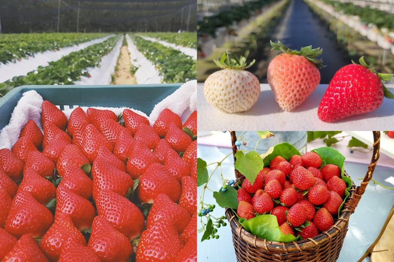 ▲圖片來源：長鑫莓果農園FB、▲圖片來源：三本鮮莓園FB