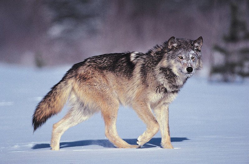 美灰狼移出瀕危名單動保團體怒告政府 美國新聞 全球 聯合新聞網
