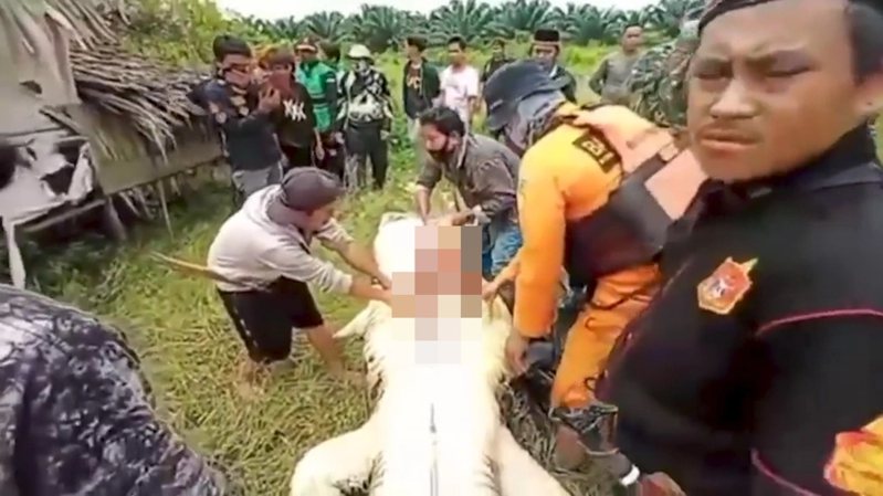 本月3日於印尼發生一起鱷魚活吞一名8歲男童的意外。 圖／翻攝自VIRALPRESS