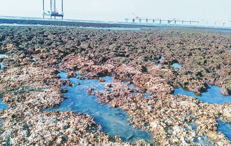 珍愛藻礁連署逼近60萬份，8月公投勢在必行。本報資料照片