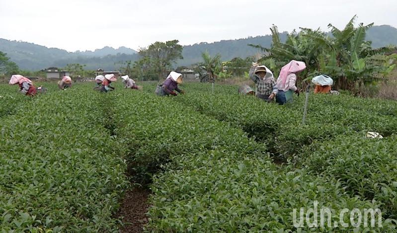 台東縣鹿野鄉是縣內主要產茶區，其中以年產值近2億元的紅烏龍茶最多，但近年因採茶工普遍年齡老化，年輕人投入採茶工作意願低，採茶行業面臨缺工。記者尤聰光／攝影