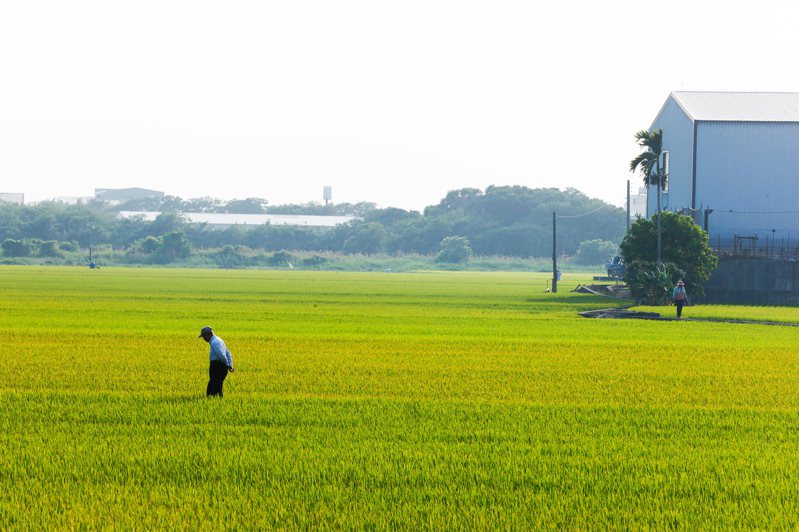 為降低農民對稻穀保價收購制度依賴，農委會輔導轉作、減少稻米面積推出的「對地綠色環境給付計畫」，但成效不彰。  聯合報資料照片