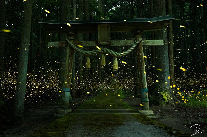 一位日本網友在某座日本神社，拍下數量驚人的螢火蟲聚集美景。圖擷取自twitter