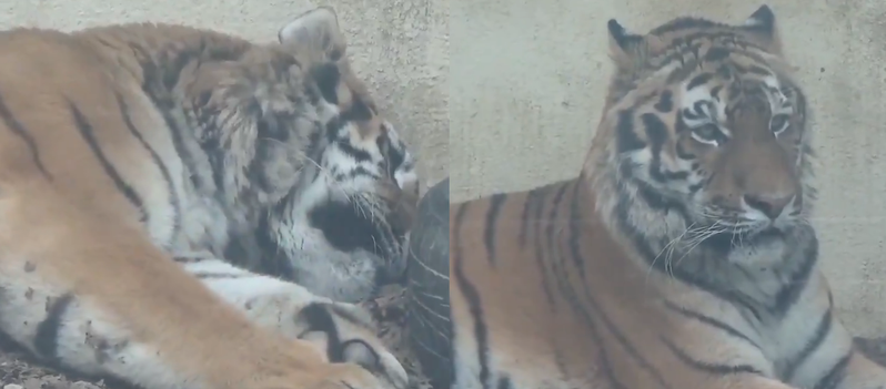 日本動物園內的老虎因為聽到廣播跳針，忍不住爬起來探頭察看，模樣十分可愛。圖擷取自twitter