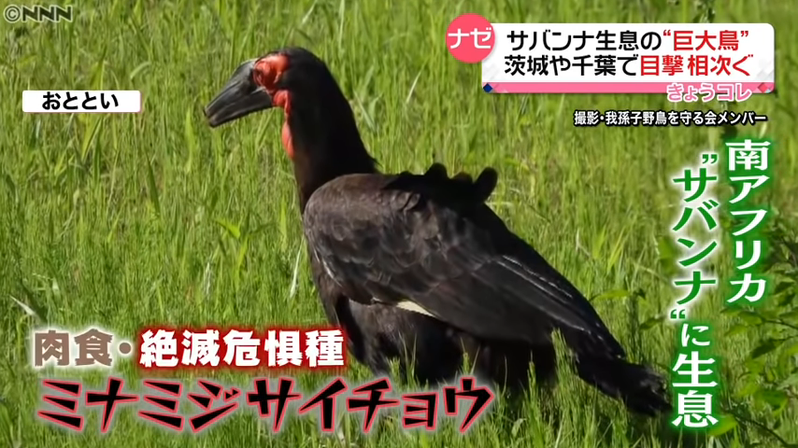 日本最近陸續有民眾目擊到稀有種的「紅臉地犀鳥」，由於該鳥比人還大隻且具肉食性，引起當地民眾的不安。圖擷取自youtube
