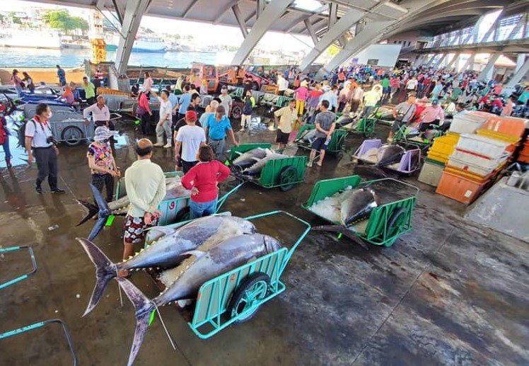 屏東縣東港漁港前3個月共釣獲4367尾黑鮪，創13年來新高，但受疫情影響價格大跌，漁民感受不到豐收的喜悅。圖／東港區漁會提供