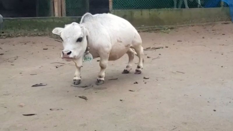孟加拉动物界新明星、矮牛拉妮站立仅51公分高，体重为28公斤。农场经理表示，她走路有困难，还会害怕农场的其他牛只，要跟其他牛群分开单独饲养。路透/Newsflare(photo:UDN)