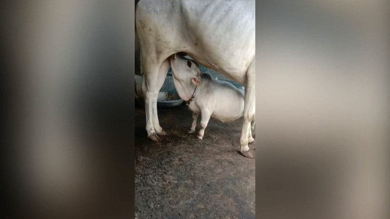 孟加拉日前颁布全国封城防疫禁令，近日却据报超过15000名游客涌入首都达卡附近的一处农场，以争睹动物界新明星：一头名为「拉妮」的矮牛。路透/Newsflare(photo:UDN)