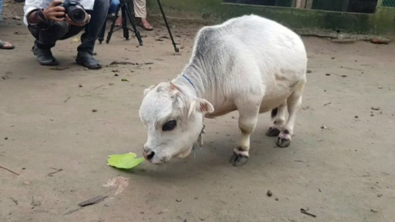 照料孟加拉动物界新明星、矮牛拉妮的农场经理霍拉德已向金氏世界纪录提出申请，要求认证拉妮是全世界最小的一头牛。路透/Newsflare(photo:UDN)