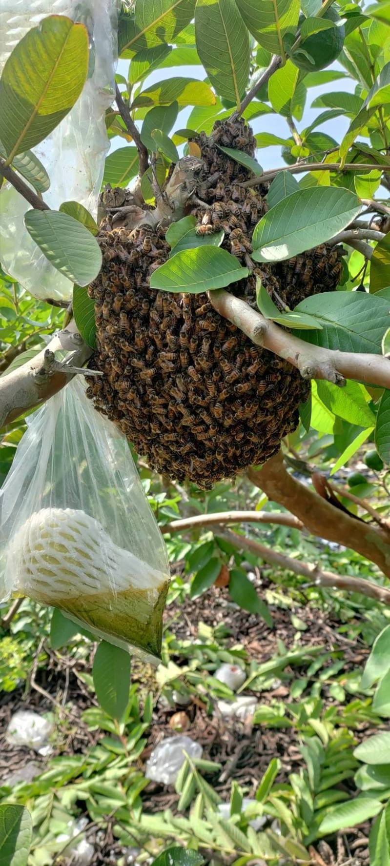 高雄市農業局發現，近年外來種東南亞小蜜蜂（又稱小排蜂）在市區住家環境附近築巢的情形愈來愈多。圖／高雄市農業局提供