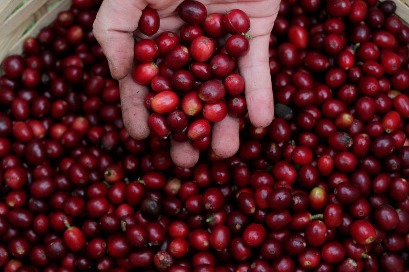 巴西上周发生异常霜害，初步估计多达20万公顷阿拉比卡咖啡豆产区受创。  路透(photo:UDN)