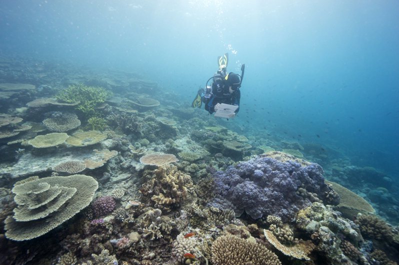 大堡礁海洋公園管理局潛水員七月廿三日監測大堡礁狀況。（美聯社）