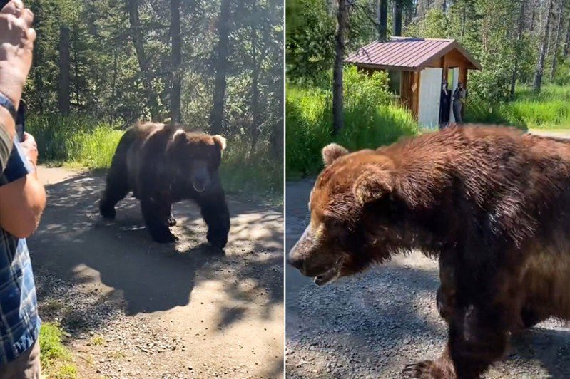 游客遇到大棕熊，当下保持冷静，没有尖叫或做出大动作。图／取自(photo:UDN)