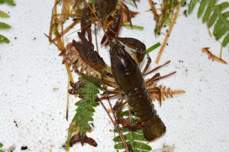 近日英国发生白螯小龙虾（white-clawed crayfish）集体死亡事件。(网页截图)(photo:UDN)