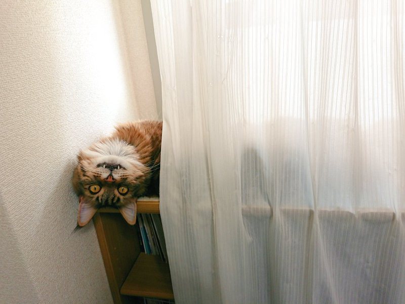 日本一位網友飼養的貓咪，對著他露出有如妖怪般的兇狠神情。圖擷取自twitter