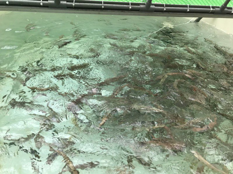 櫻花鉤吻鮭復育中心復育許多魚苗。記者吳姿賢／攝影