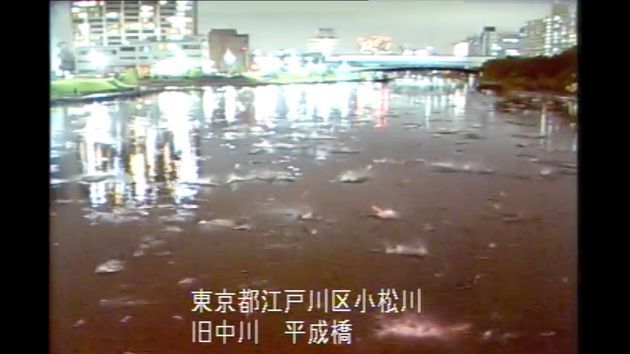 日本地震瞬间，定点摄影拍到河川出现鱼群同时从水面跃出，鸟群也惊动飞行的怪现象。图撷取自(photo:UDN)