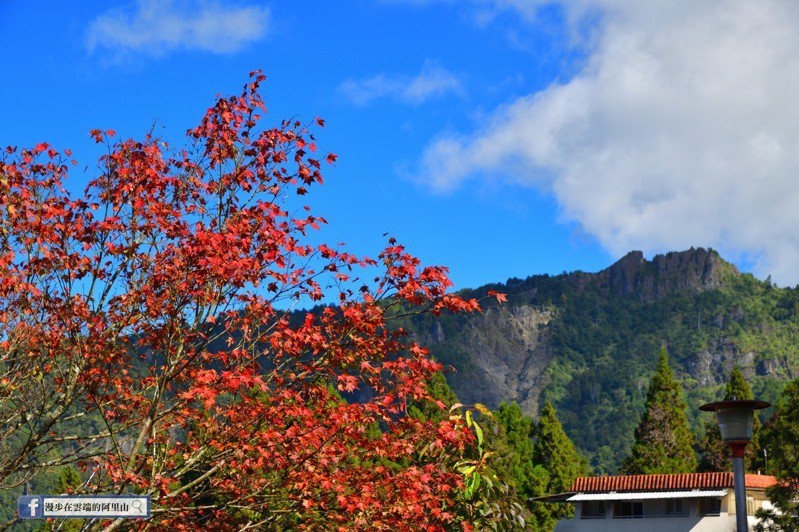 阿里山漸入賞楓季，攝影達人黃源明說，阿里山火車站前的青楓入秋後極美，可塔山視野拍照。圖／黃源明提供