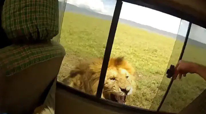 YouTube近日流传着一只影片，可见胆大包天的猎游旅客打开吉普车的窗户，伸手轻摸一头雄狮的背部，随即引来目露凶光的狮子发生一声怒吼，将游客与同伴吓到躲起来。画面翻摄：Ladbible.com(photo:UDN)