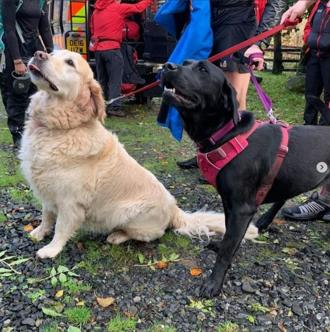 2隻忠犬「組隊」展開救主計畫。圖／取自instagram