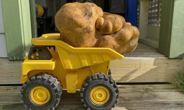 纽西兰一对夫妇在自家杂草丛生的花园中意外发现一颗重达7.9公斤的「巨型马铃薯」，且可能创下有史以来最大马铃薯的世界纪录。美联社(photo:UDN)