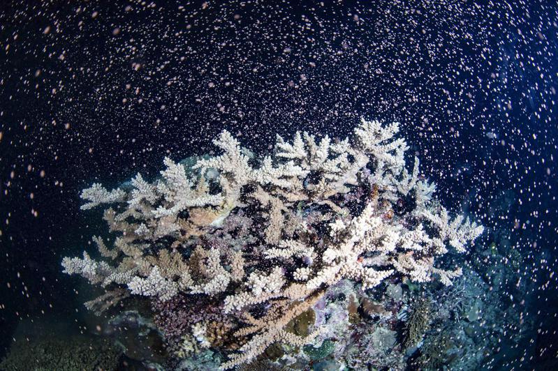 名列世界遗产之一的澳洲大堡礁遭遇白化威胁，但科学家今天晚间观测到，昆士兰州滨海城市凯恩斯外太平洋海域的珊瑚释出大量卵子和精子，形成多彩大爆发奇观。 美联社(photo:UDN)