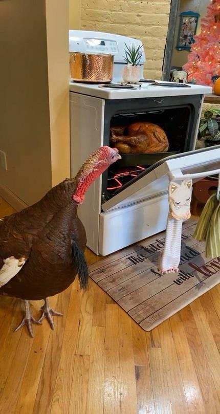 美國現在正值感恩節假期，但TikTok一位用戶發布的「應景」影片卻是「活火雞盯著烤火雞看」。雖然影片爆紅，卻也在留言區引發一場大辯論，更有人抨擊是「純粹的邪惡」。畫面翻攝：TikTok/our10acres