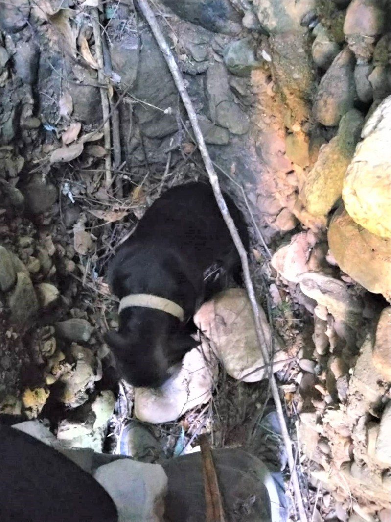 米克斯犬「歐告」被猴戲，失足摔落90米深崖，還掉進2米深的山溝受困。圖／神鷹山區搜救隊提供