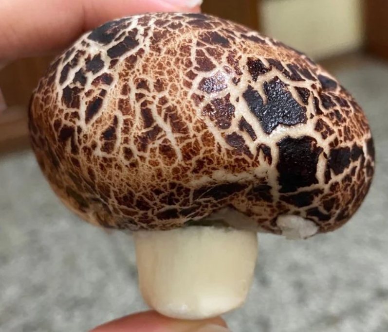 一名網友分享，她切開媽媽寄來的香菇，發現其實是「香菇造型的流沙包」。圖擷自Dcard