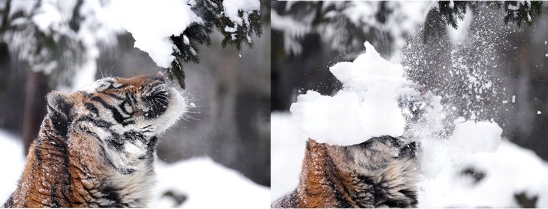 日本一位網友拍到老虎慘遭積雪「打臉」的照片，模樣十分逗趣。圖擷取自twitter