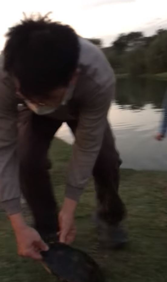 一名家長帶著孩子到奇美博物館的草坪時，竟將水池邊的烏龜拖到數十步的草坪上並玩弄牠。圖/爆料公社公開版影片