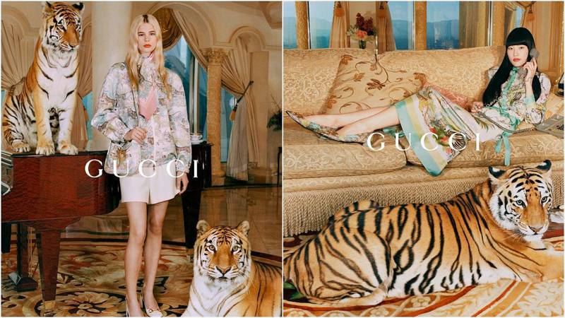 Gucci为庆祝虎年推出新品系列及广告，却因使用真正的老虎拍摄而备受争议。图／撷自Facebook@Gucci(photo:UDN)