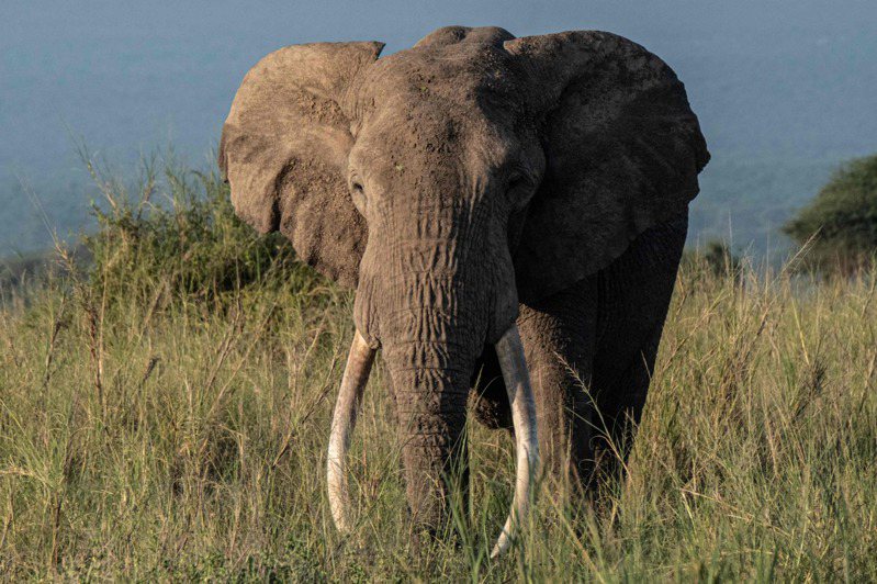 乌干达近日传出一起「大象踩人」事件，一名沙乌地阿拉伯游客在国家公园狩猎时因离开乘坐车辆而被突然出现的大象踩死。法新社(photo:UDN)