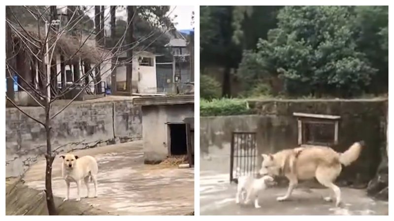 有遊客在大陸武漢動物園中看到狼舍竟然有狗，以為是混充的，結果背後有段感人故事。 (圖/取自影片)