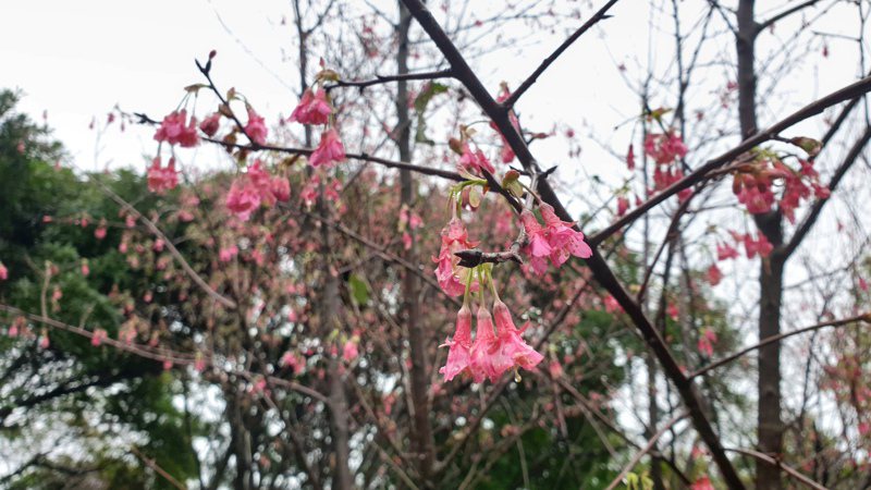大古山櫻花步道有兩種櫻花。記者鄭國樑／攝影
