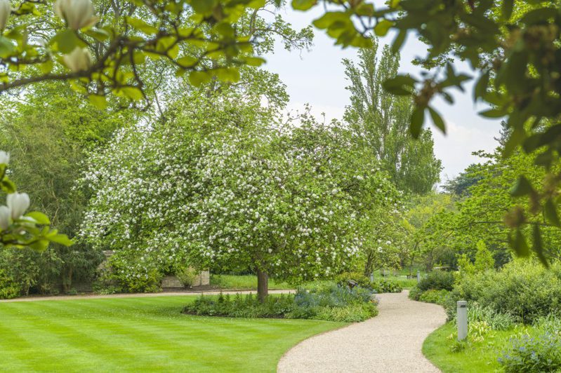 牛顿苹果树是剑桥大学着名的景点之一。图撷自(photo:UDN)
