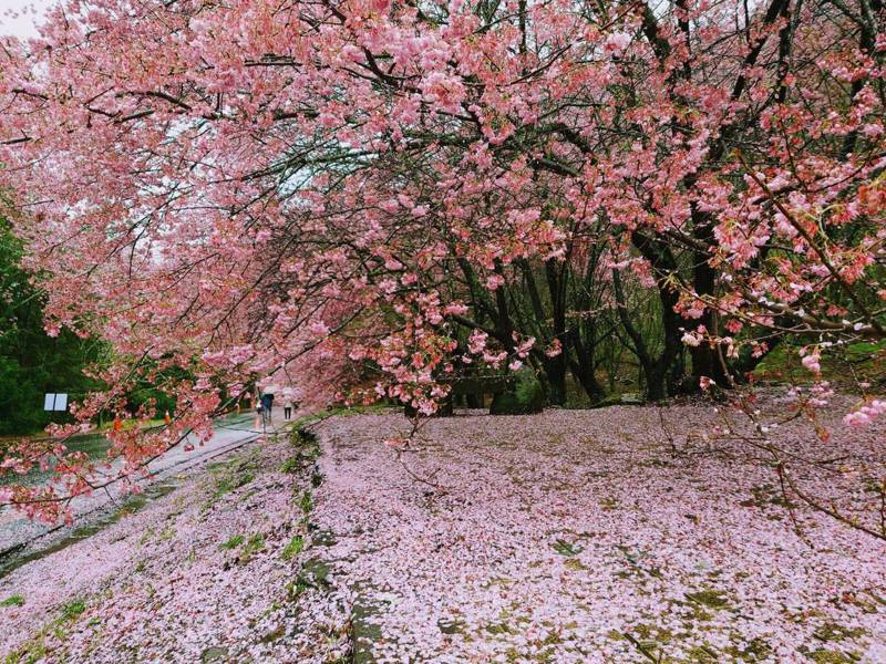 「櫻木花道」搭配「櫻吹雪」，呈現花季後限定美景「櫻花地毯」。圖／武陵農場提供
