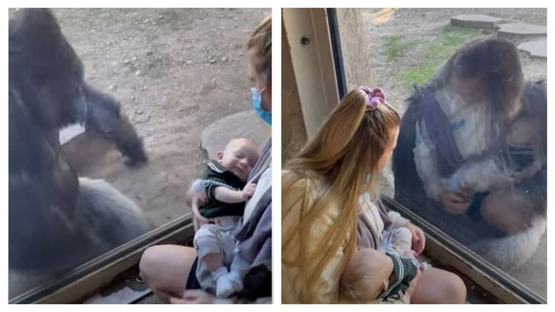 動物園飼育員帶自己剛出生沒多久的寶寶給照顧多年的大猩猩一起分享喜悅，大猩猩溫柔的舉動讓不少網友為之動容。 (圖/取自TikTok)