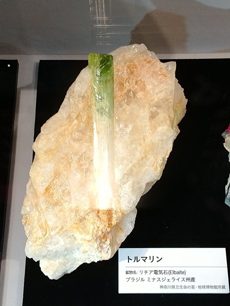 日本網友在博物館發現一顆像蔥一樣的神奇礦石。圖擷取自twitter