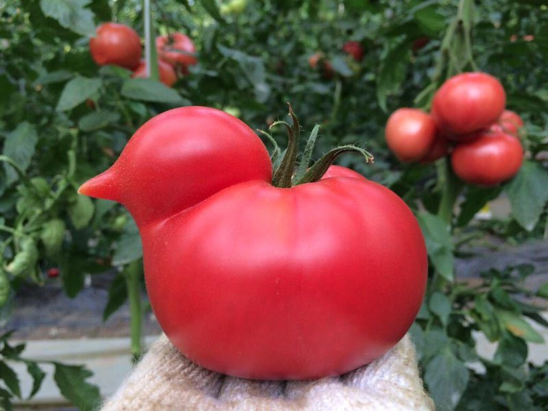 有网友分享外型犹如小鸟的蕃茄。 图／翻摄自「(photo:UDN)